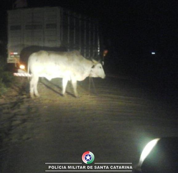 Polícia Militar de Camboriú