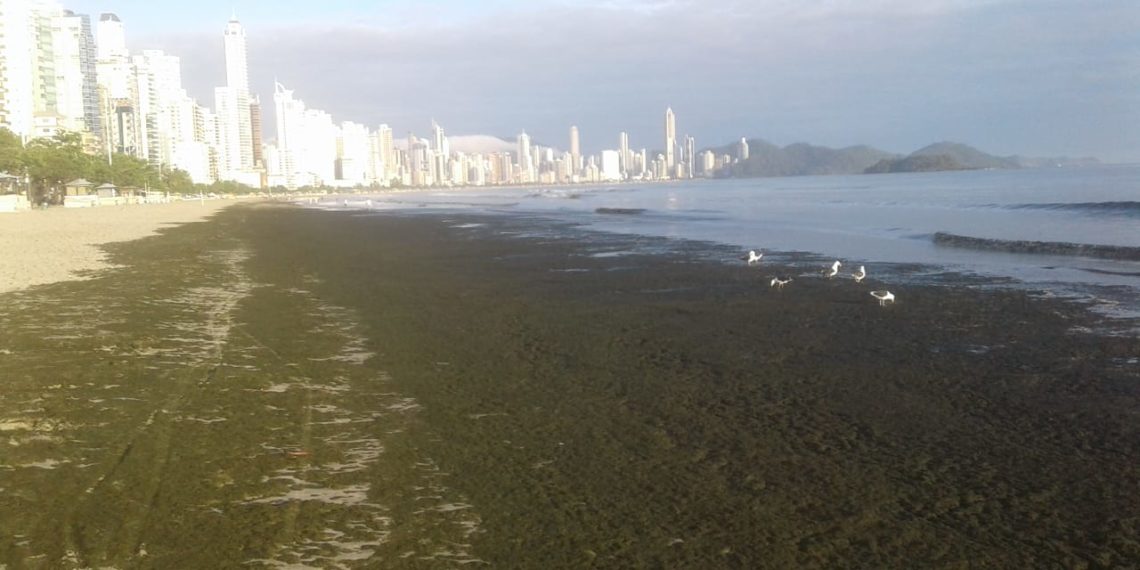 Foto: Secretaria de Meio Ambiente