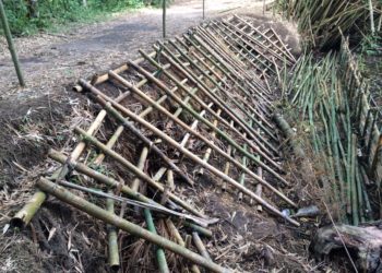 Foto: Silvana de Castro/ PMBC e Laboratório de Conservação e Gestão Costeira/Divulgação