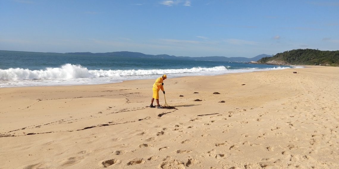 Foto: Divulgação Ambiental