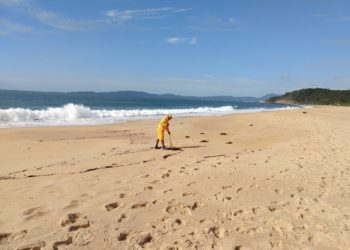 Foto: Divulgação Ambiental