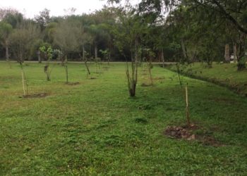 Foto: SEMAM/ Divulgação