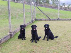 Crédito das imagens: Centro de Formação de Treinadores e Instrutores de Cães-guia