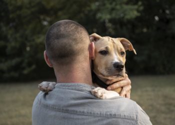 Cão foto criado por freepik - br.freepik.com