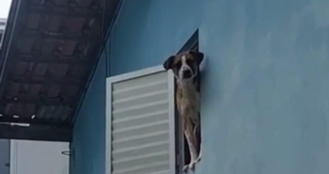 Divulgação / GM