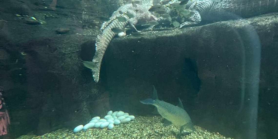 Divulgação / Oceanic Aquarium