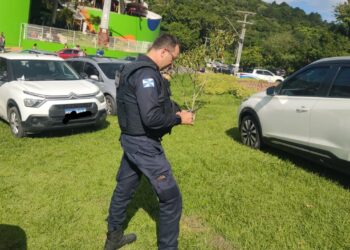 Divulgação