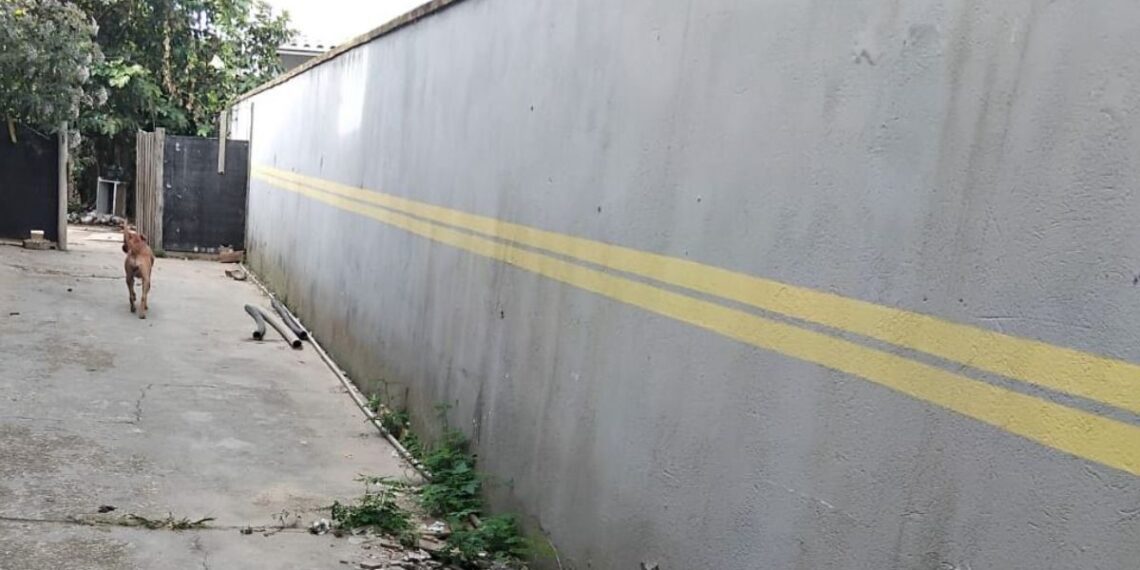 Divulgação / Guarda Municipal Ambiental