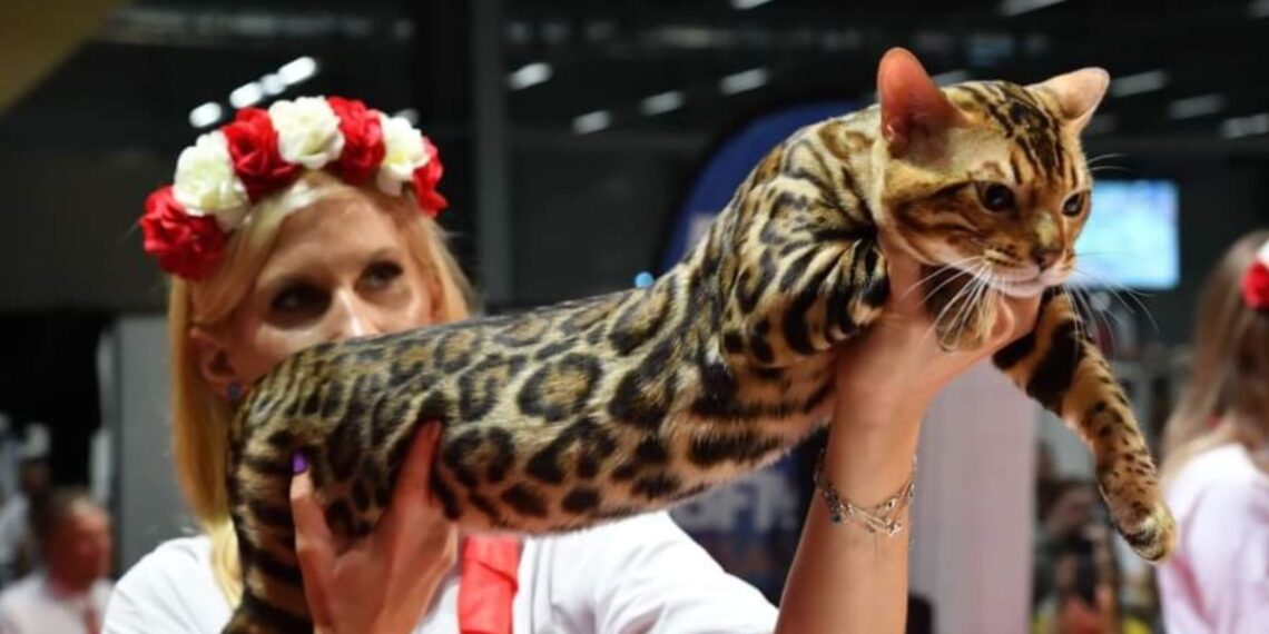 Foto: Divulgação/Clube Gatarina