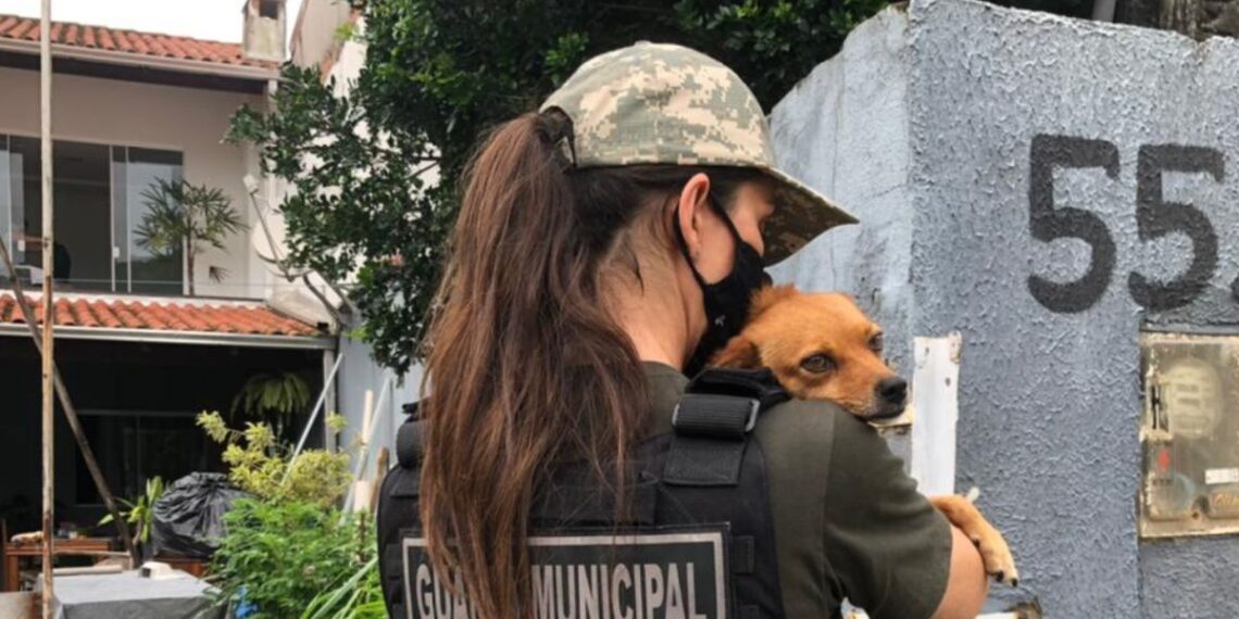 Foto: Divulgação/PMBC