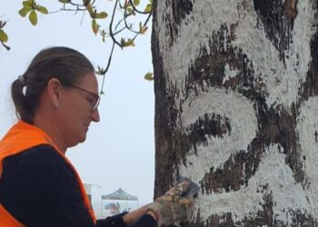 Foto: Divulgação PMBC