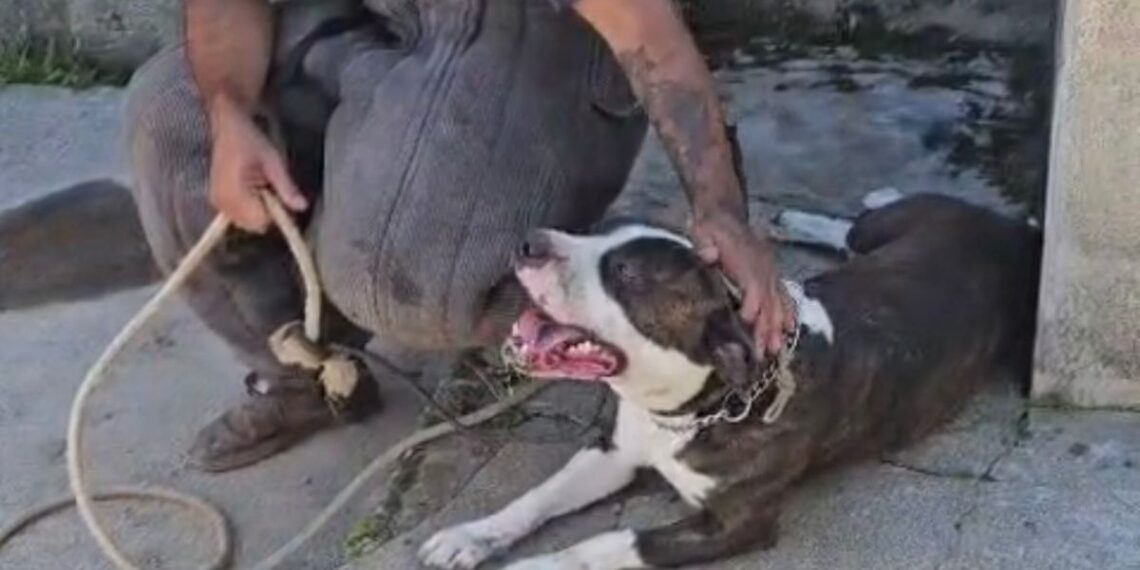 Divulgação / Departamento de Proteção Animal e Combate à Maus-Tratos